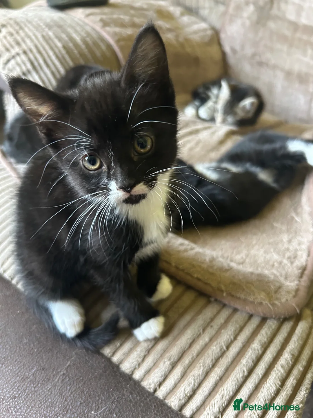 Mixed Breed cats for sale: Cute kittens - Advert 2