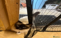 Birman cats for sale: Seal Point Birman Male! - Image 1
