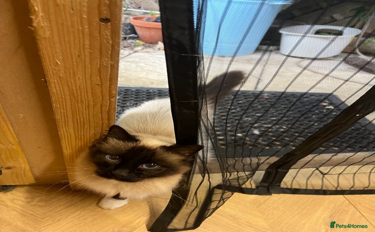 Birman cats - Advert 1