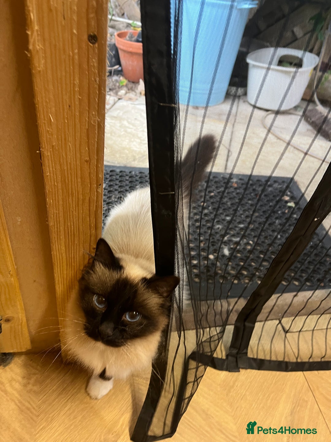 Birman cats for sale: Seal Point Birman Male! - Image 1