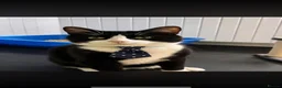 Domestic Shorthair cats for adoption: Prince - Adopt from Cats in Crisis East London  - Advert 1
