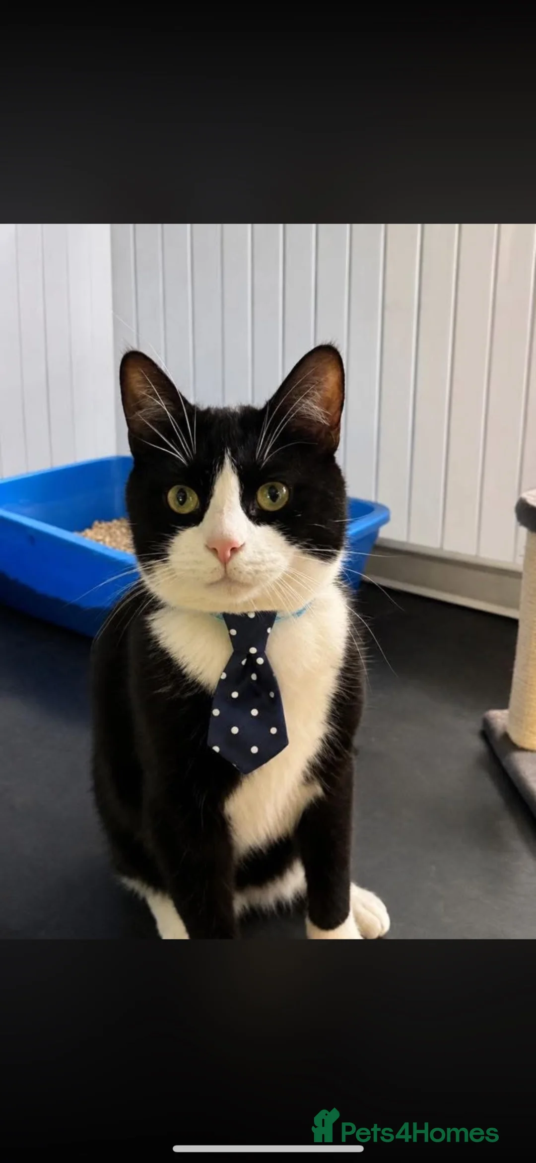 Domestic Shorthair cats for adoption: Prince - Adopt from Cats in Crisis East London  - Advert 1