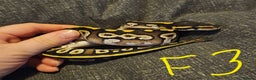 Python Snake reptiles for sale: CB25 Royal python hatchlings - Advert 4