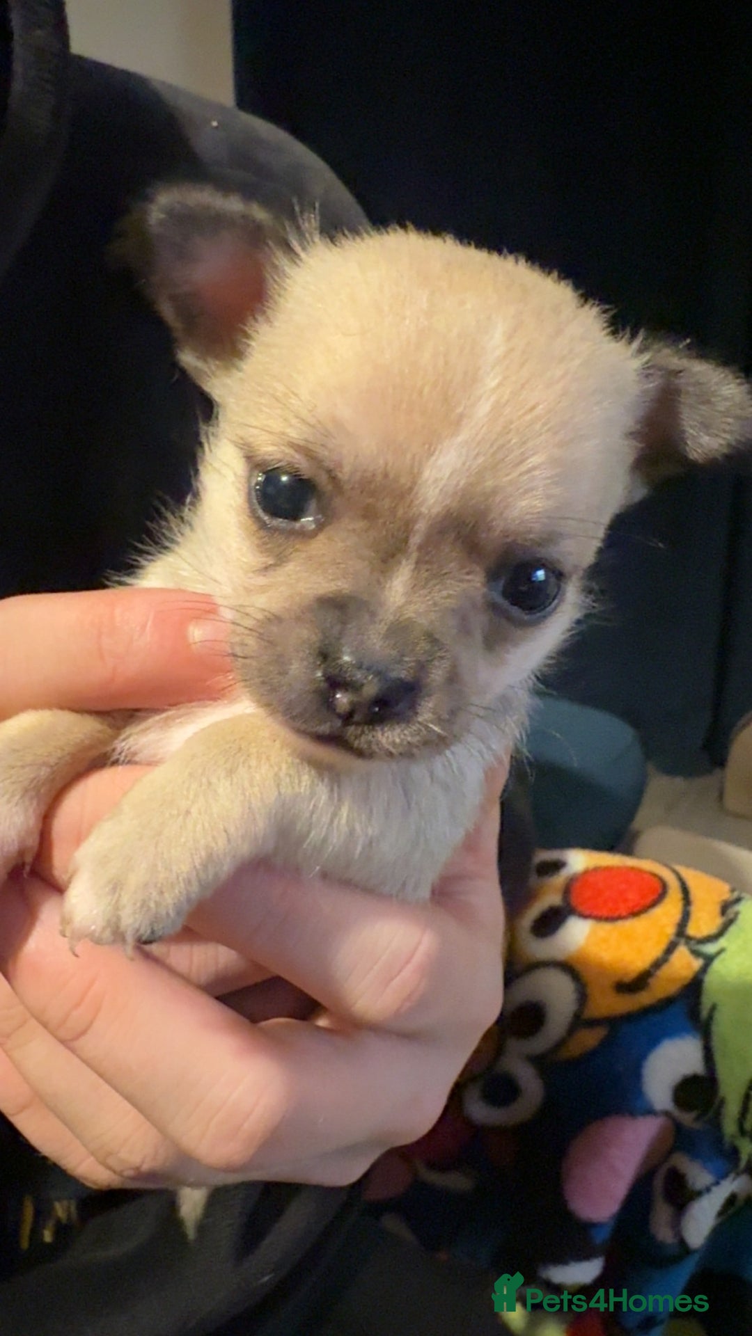 Chihuahua dogs for sale: Chihuahua puppies for sale - Advert 12
