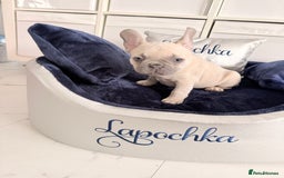 French Bulldog dogs for sale: Stunning platinum and lilac fawn boys and girls - Image 10