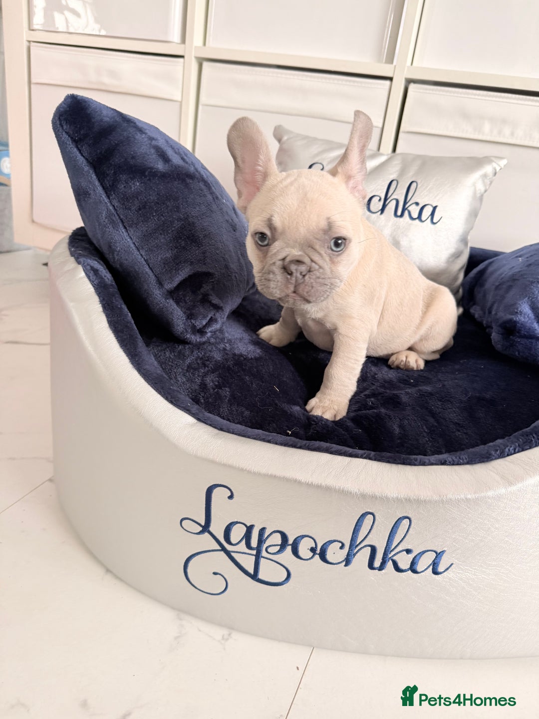 French Bulldog dogs for sale: Stunning platinum and lilac fawn boys and girls - Image 10
