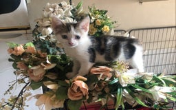 Mixed Breed cats for sale: Rescued feral farm kittens  - Image 2