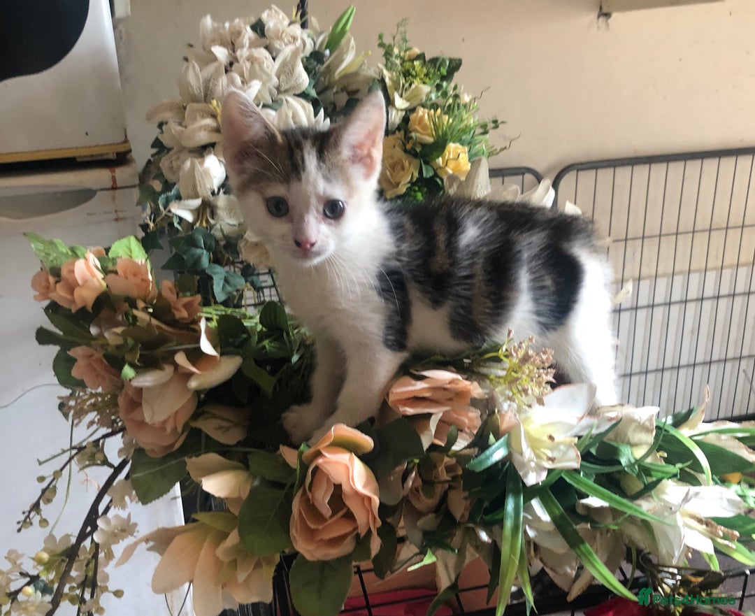 Mixed Breed cats for sale: Rescued feral farm kittens  - Image 2