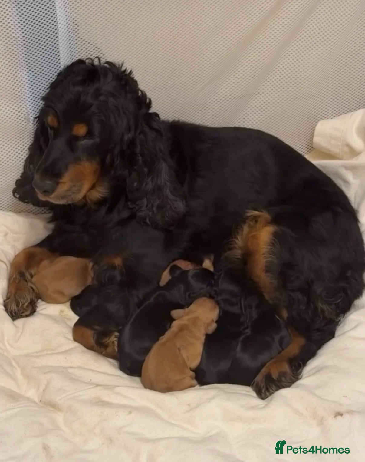 Cocker Spaniel dogs Gorgeous Show Cocker Pups  - Advert 1