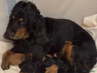 Cocker Spaniel dogs Gorgeous Show Cocker Pups - Advert 1