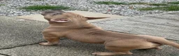 American Bully dogs for sale: Pocket bully  - Advert 3
