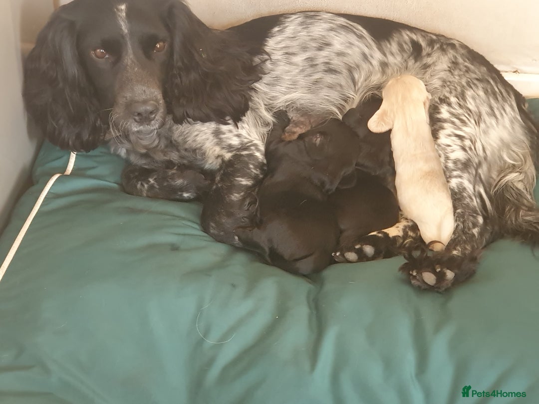 Cocker Spaniel dogs for sale: Sky's beautiful cocker spaniel puppies- 1 boy left - Image 5