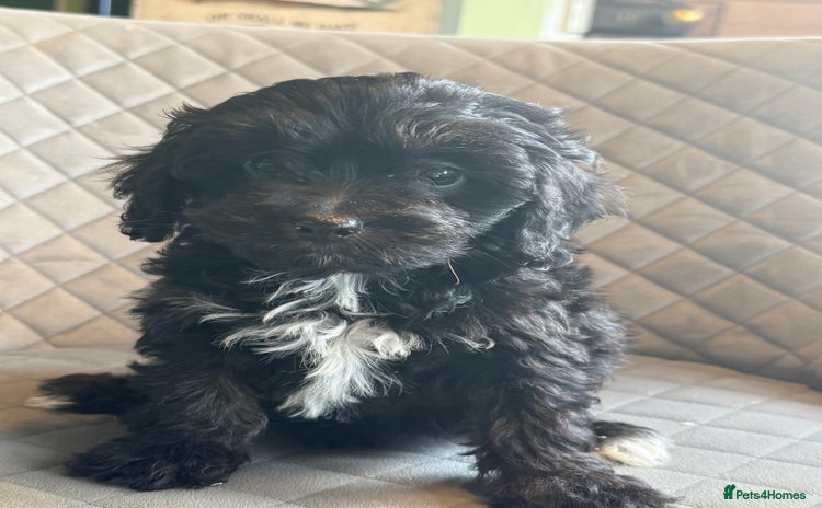 Cavapoo dogs - Advert 13