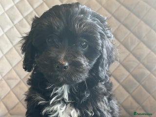 Cavapoo dogs - Advert 1
