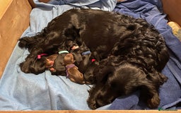 Cocker Spaniel dogs for sale: 🐾 Adorable Cocker Spaniel Puppies - Ready Soon!🐾 - Advert 24