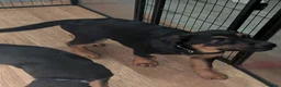 Mixed Breed dogs for sale: German Shepherd Cross Puppies  - Advert 2