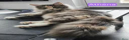 Maine Coon cats for sale: Mainecoons ready now - Advert 3