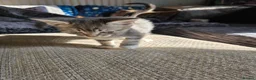 Mixed Breed cats for sale: Adorable Mixed Colour Kittens,Tabby, White, calico in Guildford - Advert 8