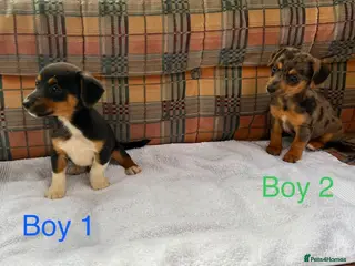 Jack Russell dogs Jack Russell - Advert 4