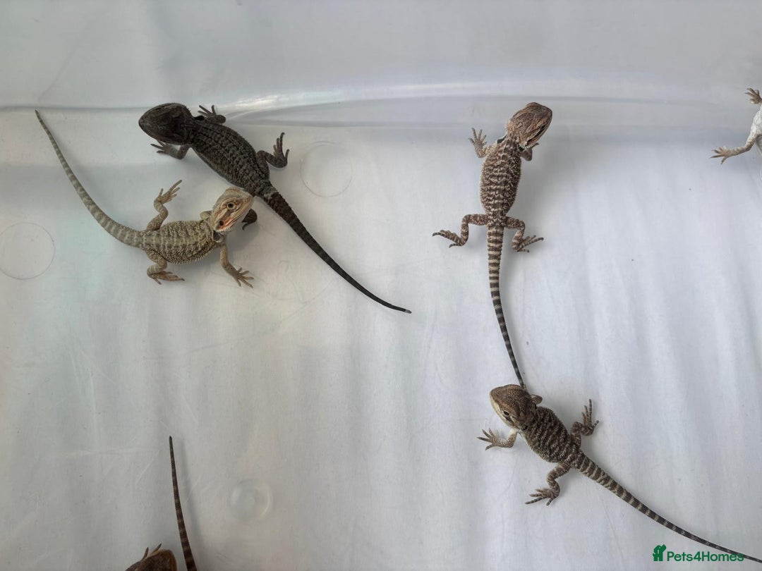 Bearded Dragon reptiles for sale: Baby beardies - Image 17