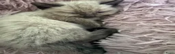 Ragdoll cats for sale: Ragdoll kittens  - Advert 6