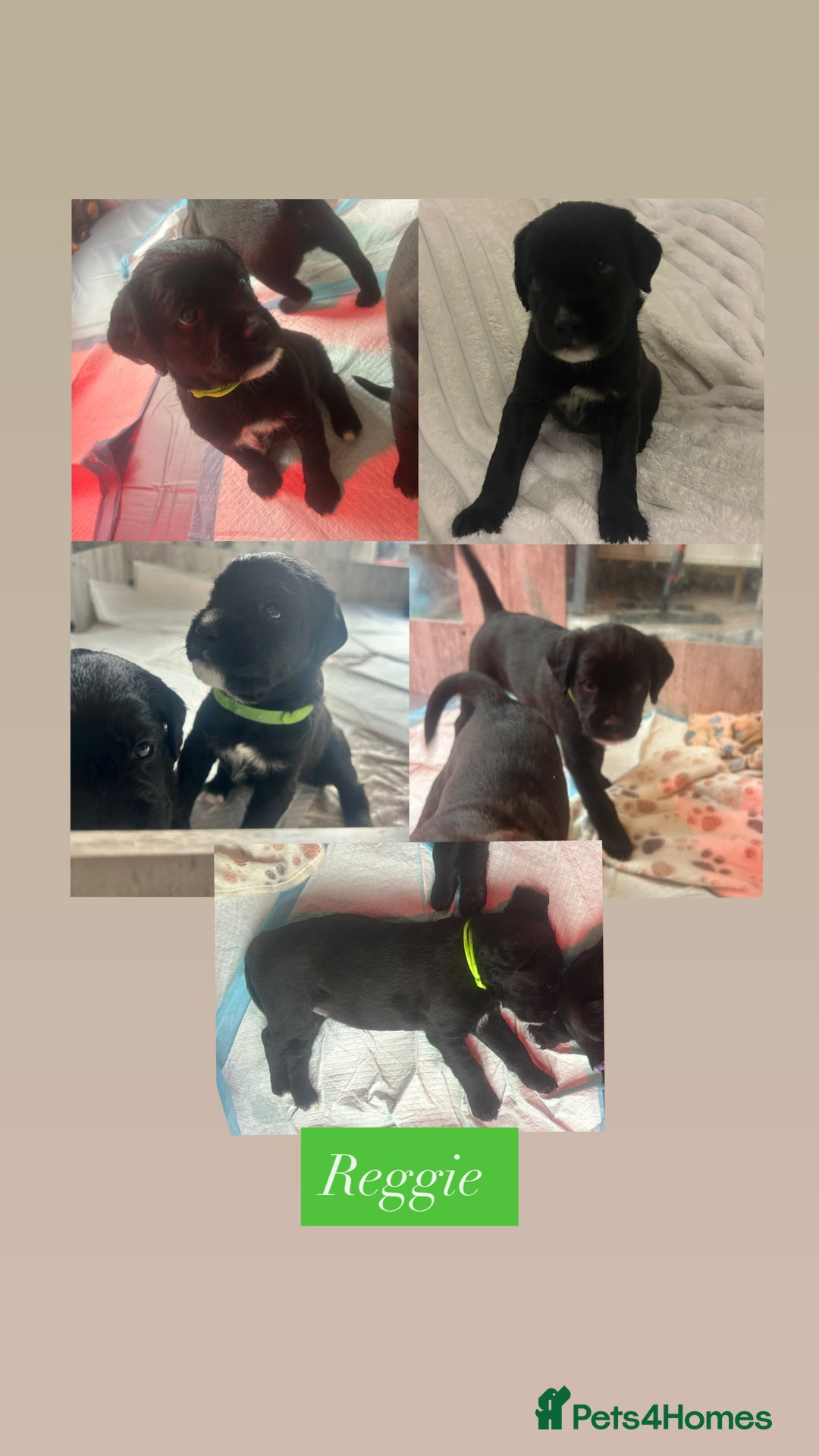 Mixed Breed dogs for sale:  Boxer-Doodle - Image 6