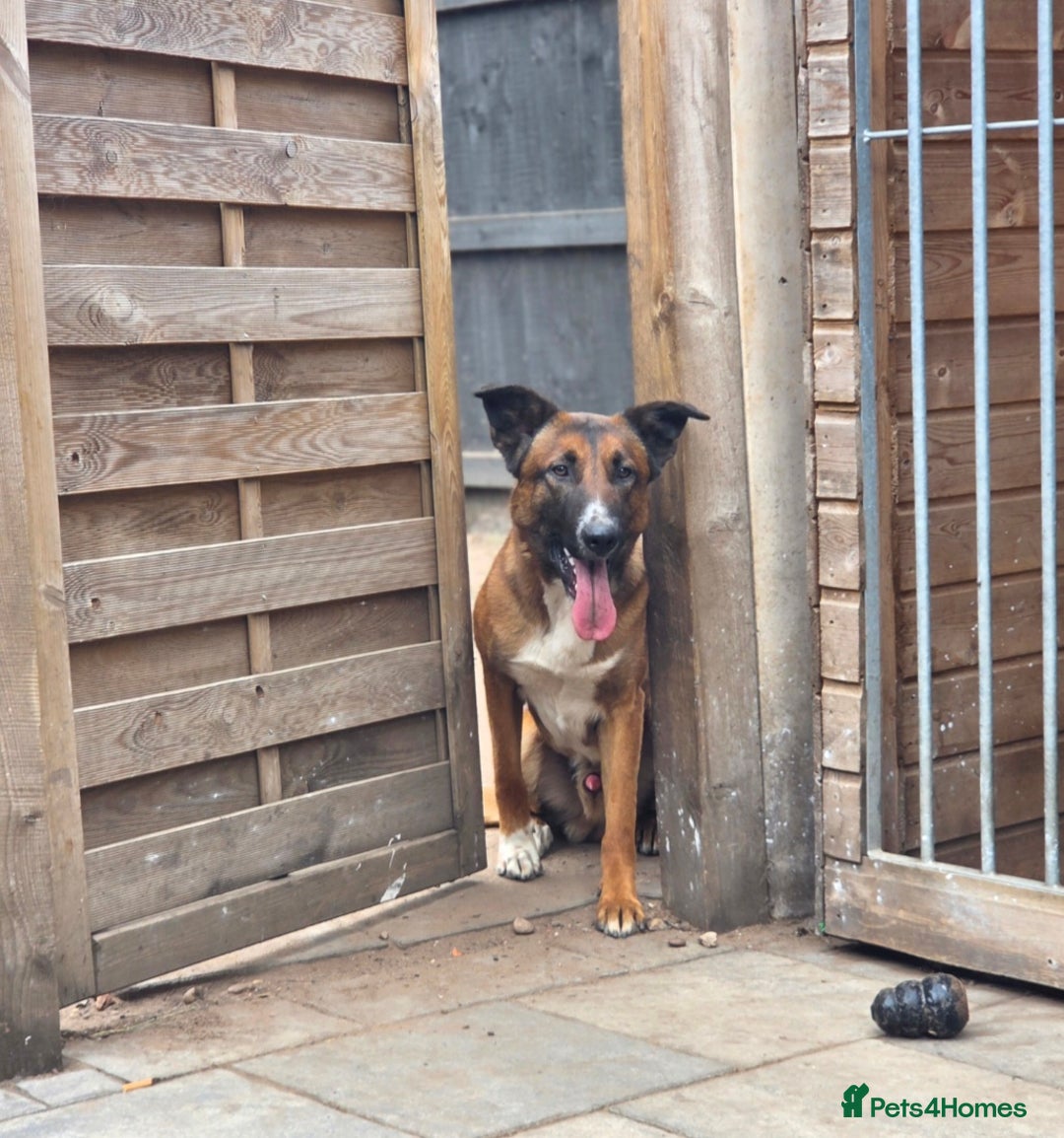 Mixed Breed dogs for stud: Belgian malinois x border collie stud only - Advert 3