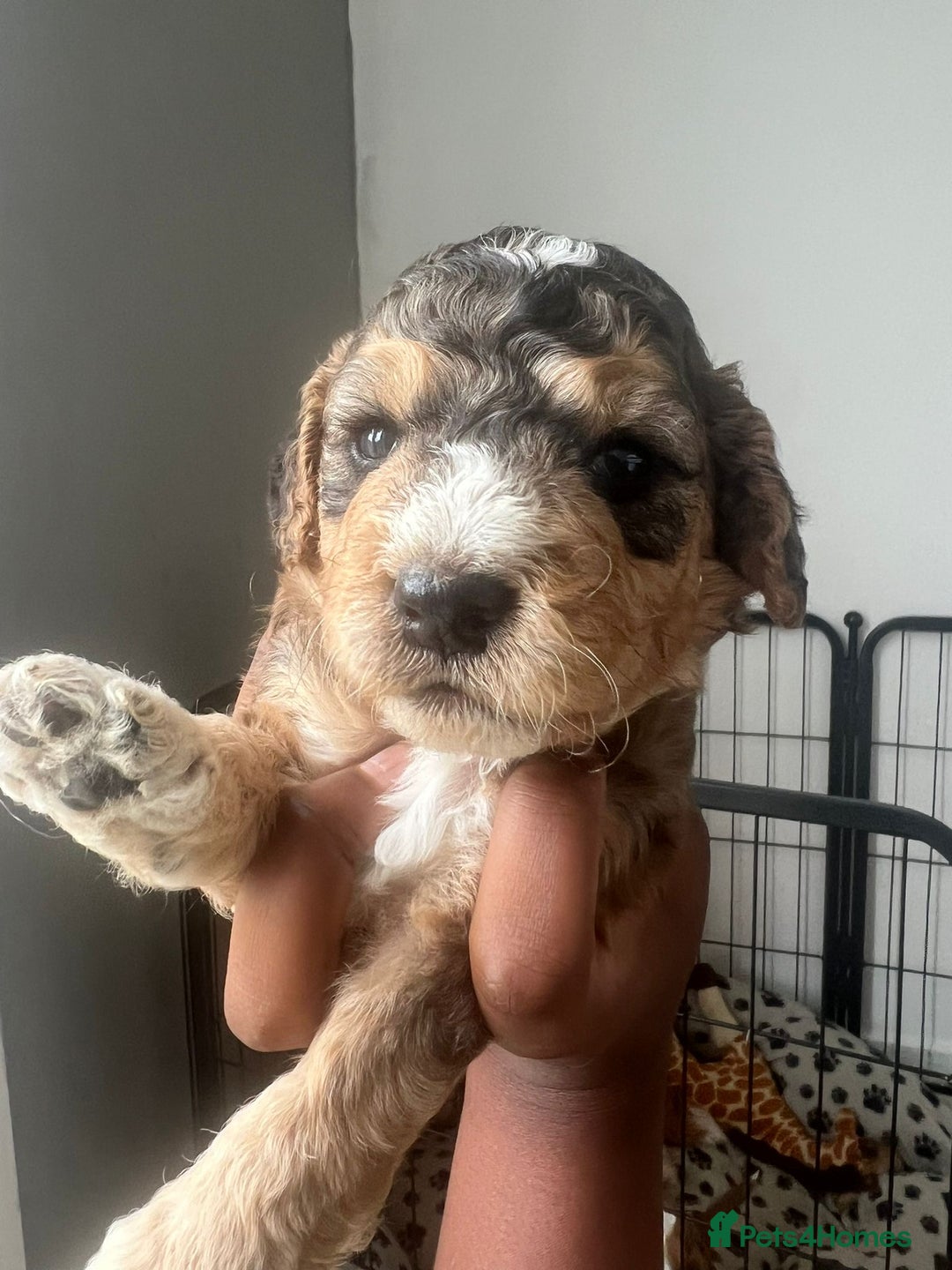 Cockapoo dogs for sale: 2 Beautiful Boy Cockapoo Puppies Left!! - Image 26