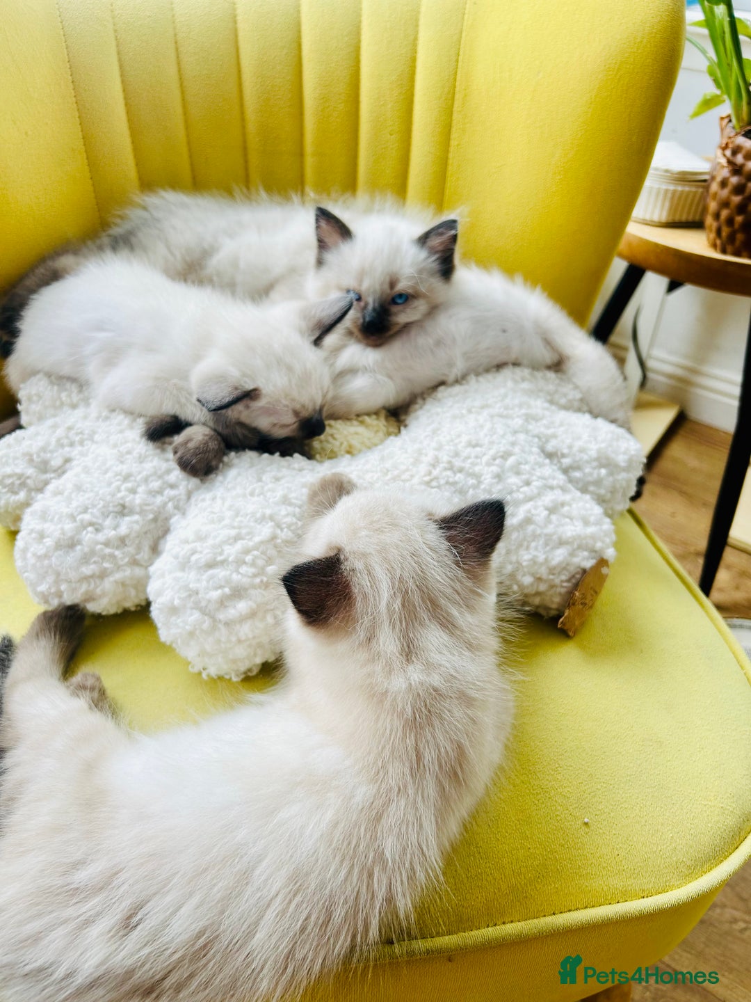 Ragdoll cats for sale: Ragdoll Kittens  - Image 8