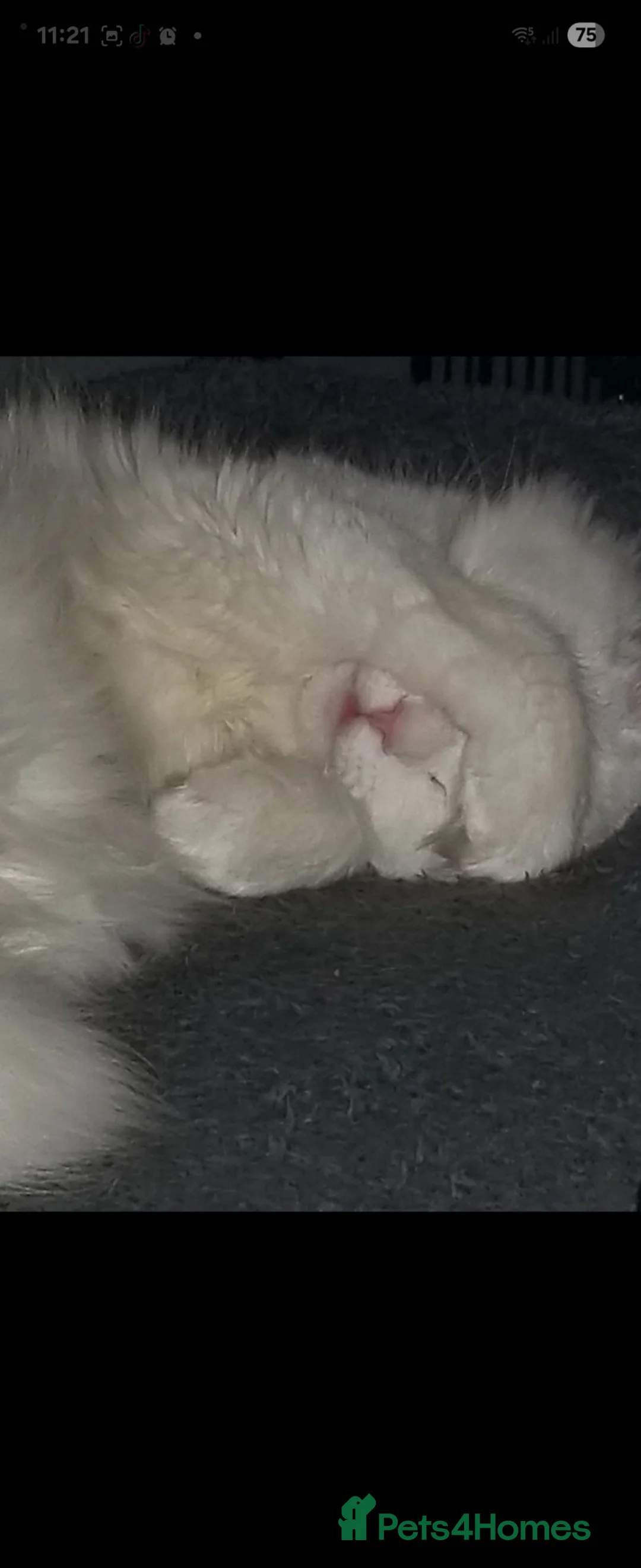 Domestic Shorthair cats for sale: Male cat  - Advert 2