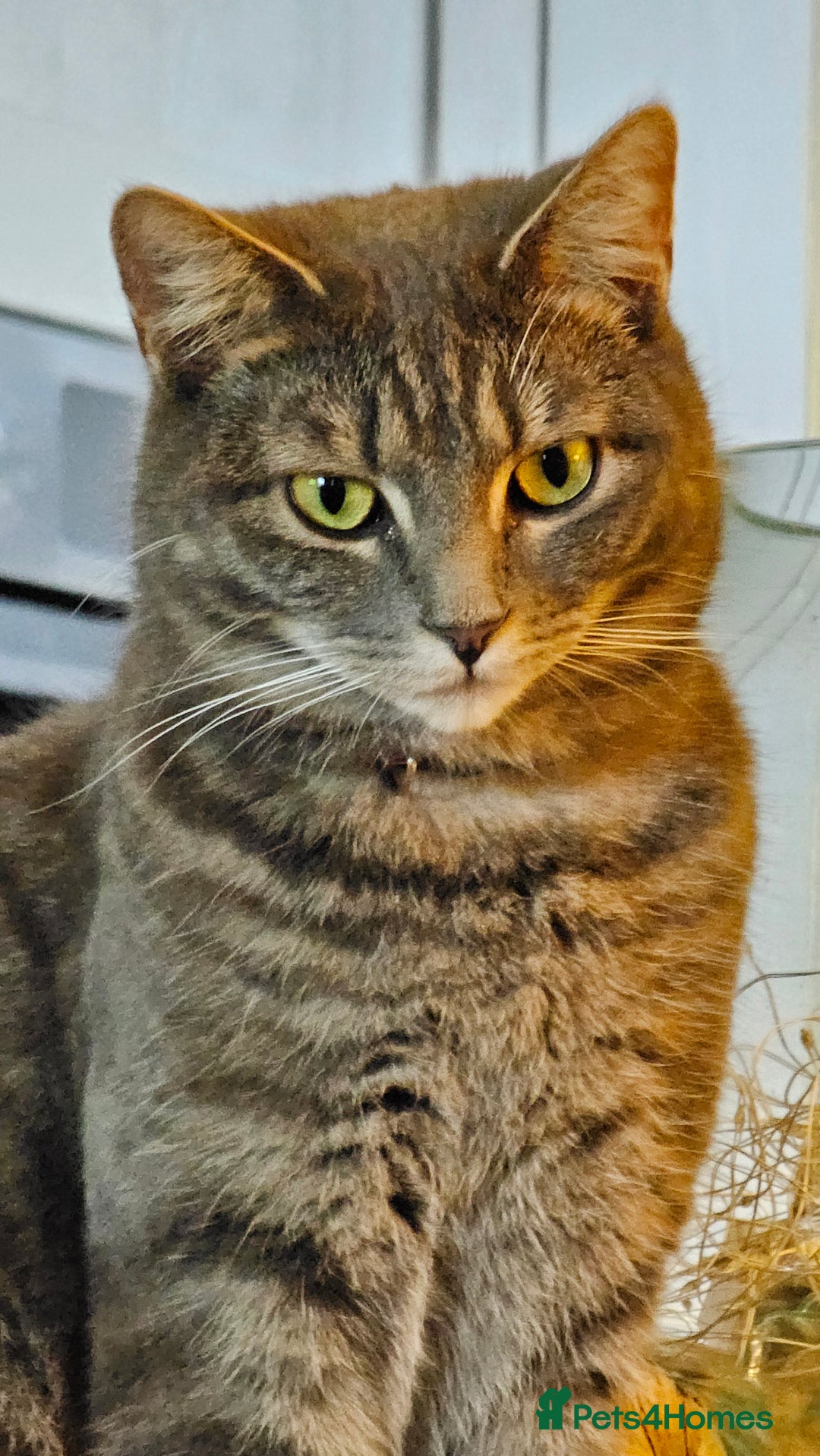 British Shorthair cats for sale: BSH cross for rehoming. 3 yrs. Female - Image 2