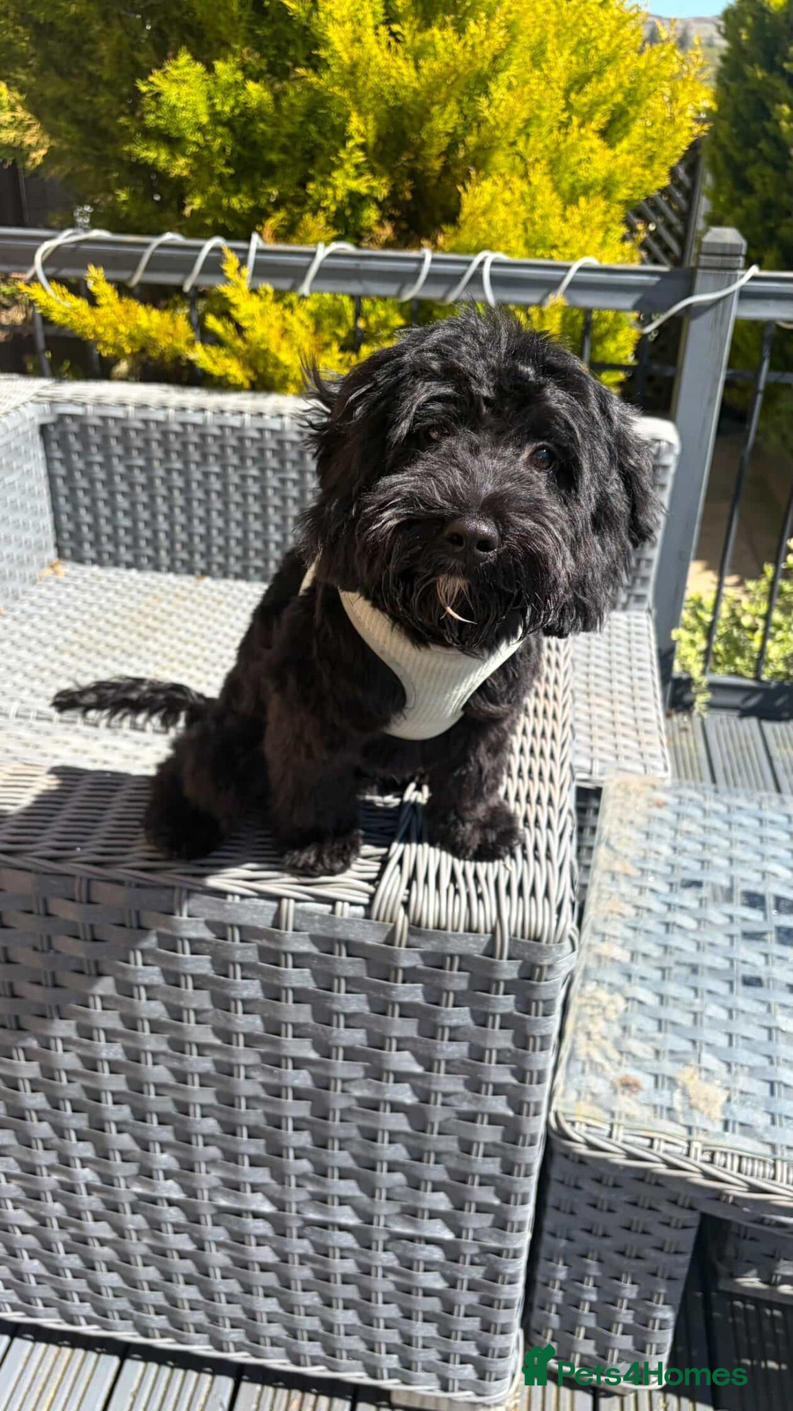 Cockapoo dogs 8 month old cockapoo - Advert 1