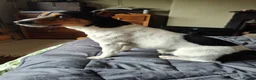 Jack Russell dogs for stud: Chip (the stud) - Advert 5