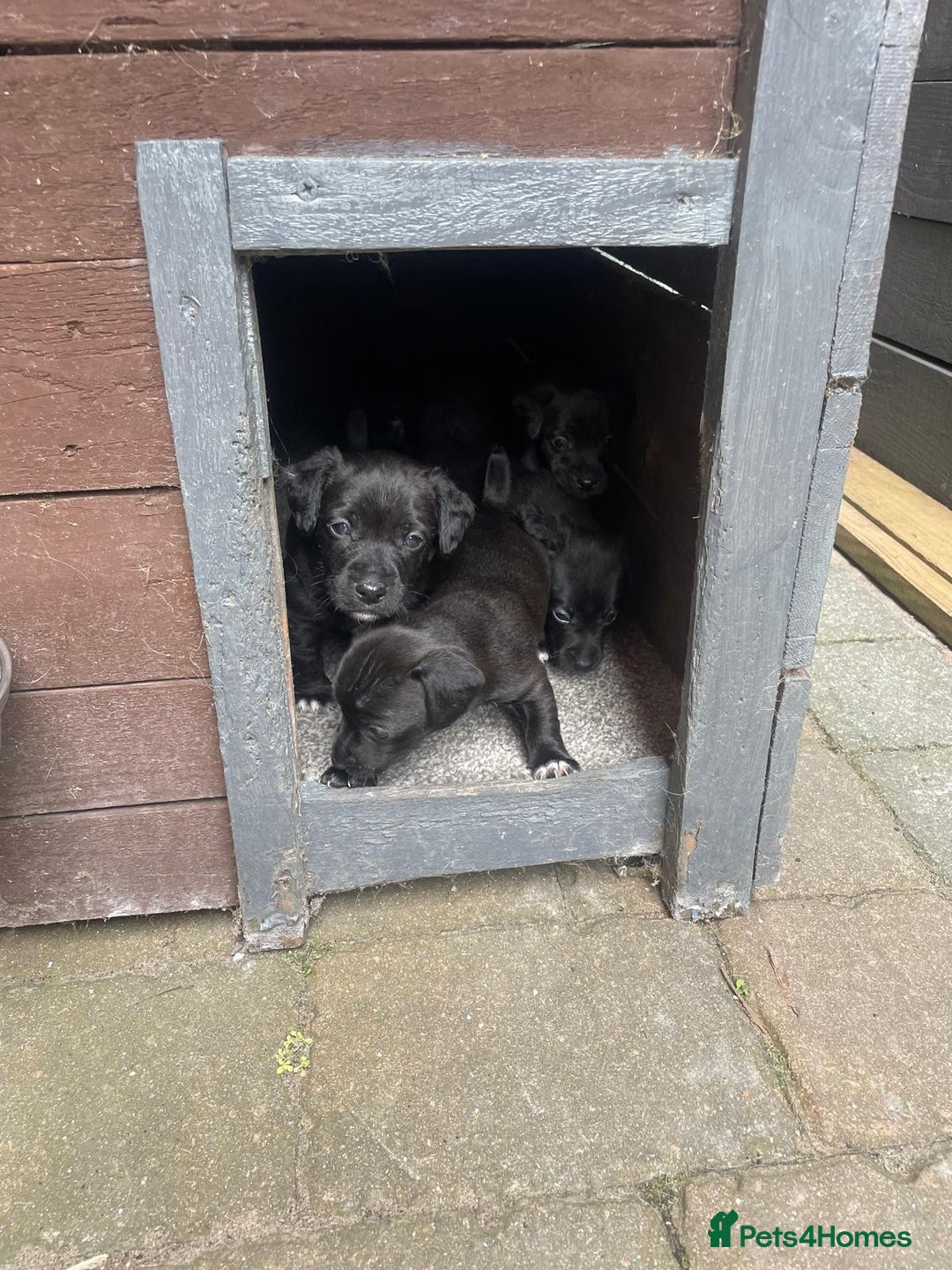 Patterjack dogs for sale: Patterdale Cross Jack Russells - Image 5
