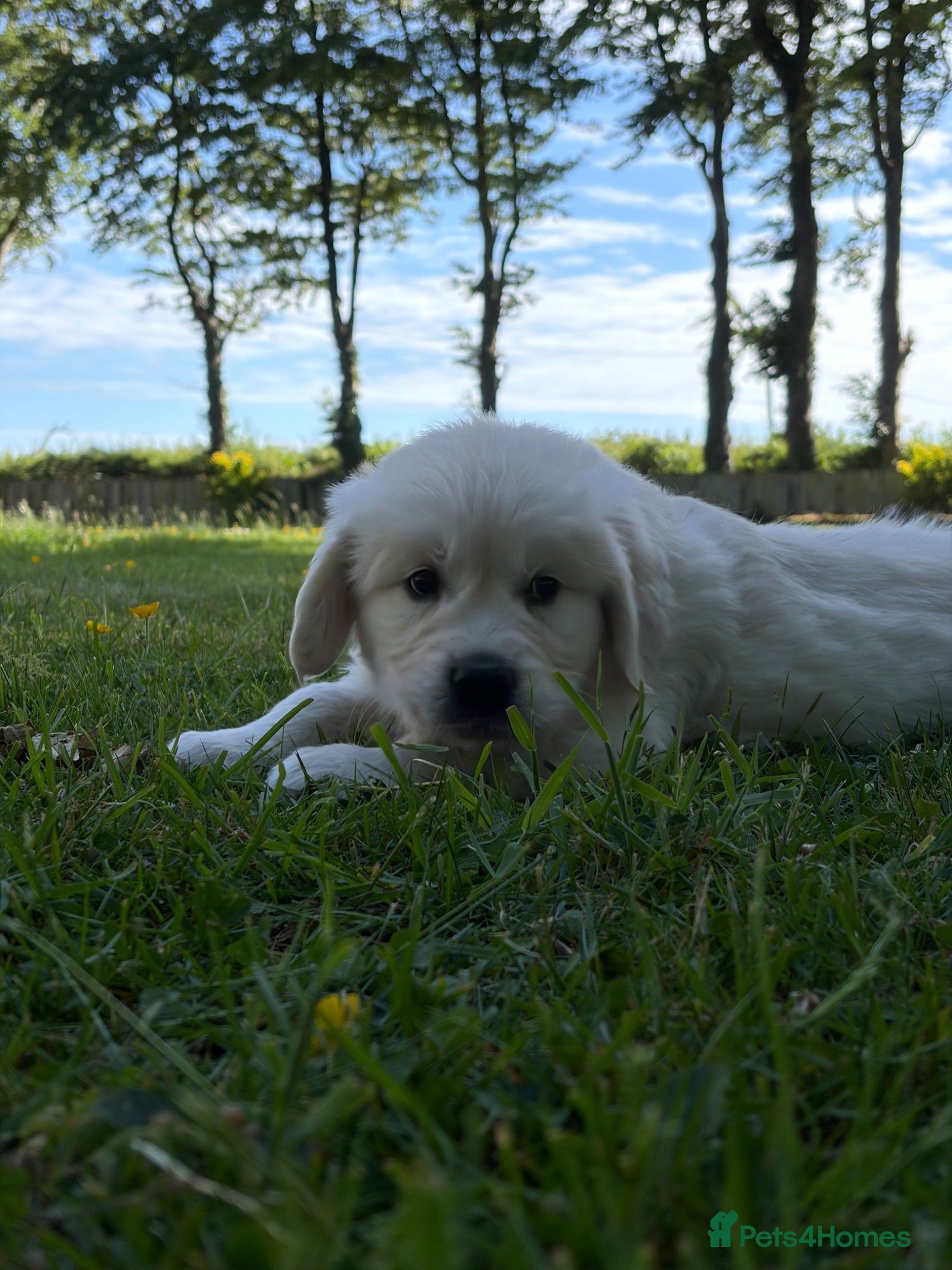 Golden Retriever dogs FULLY VACCINATED KC REG GOLDEN RETRIEVERS - Advert 2