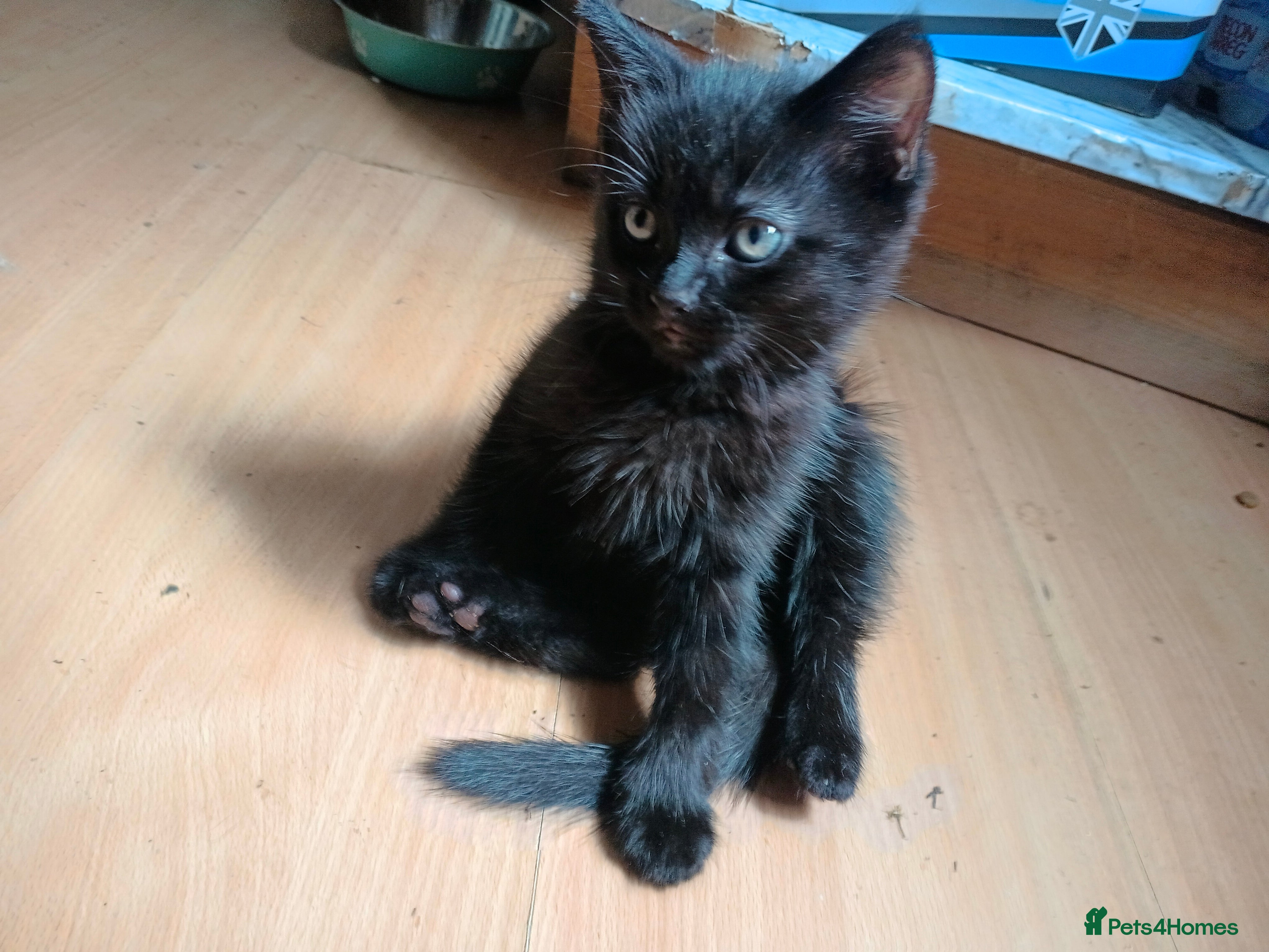 Burmese cats for sale: Ready for a home  - Advert 2