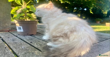 Siberian cats - Advert 1
