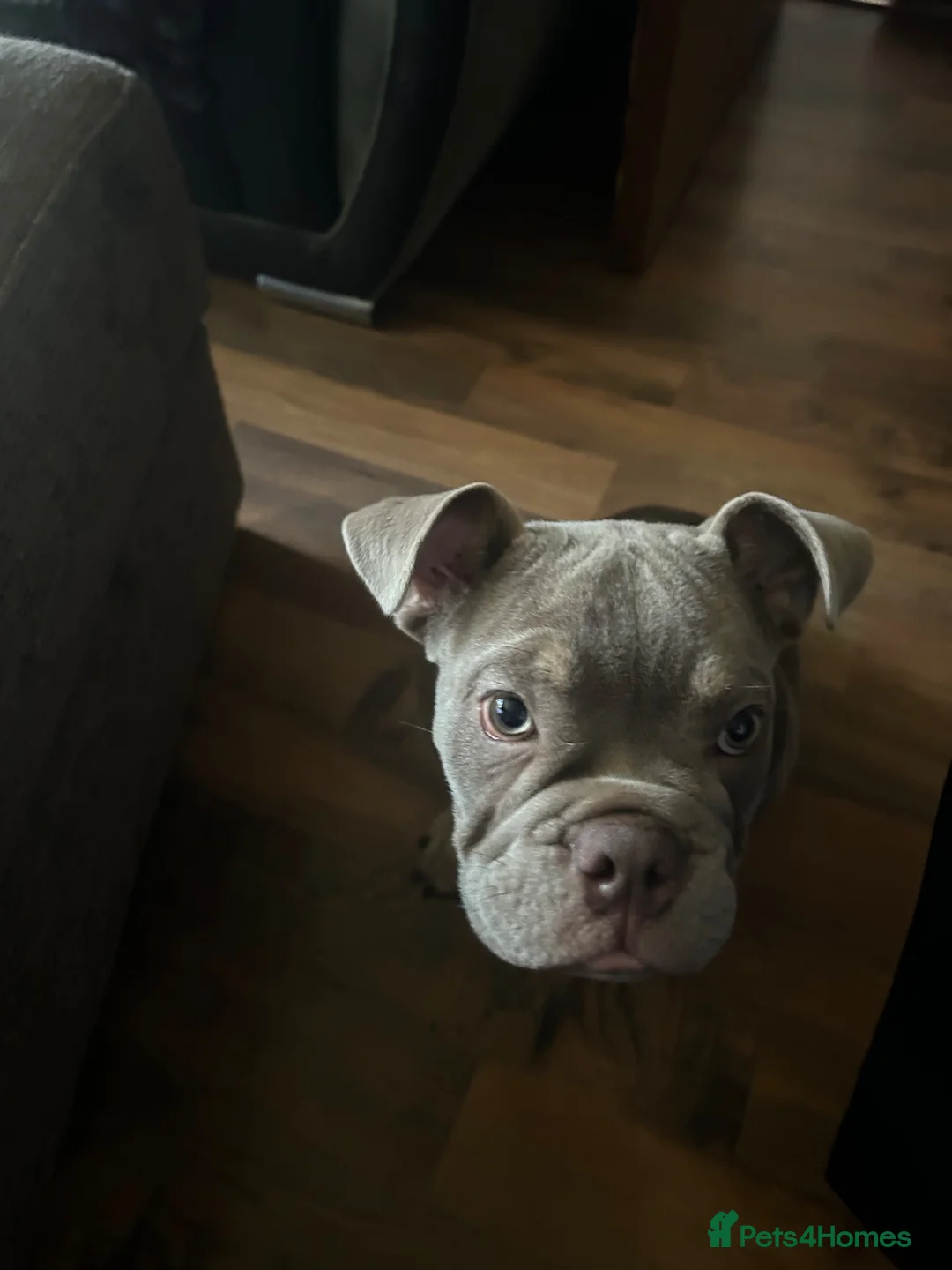 Olde English Bulldogge dogs for sale: Old English Bulldog - Advert 2