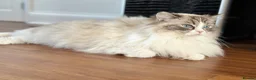 Ragdoll cats for sale: Pure Ragdoll Kitties  - Advert 11