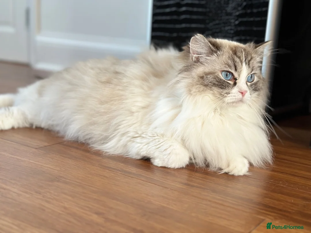 Ragdoll cats for sale: Pure Ragdoll Kitties  - Advert 11