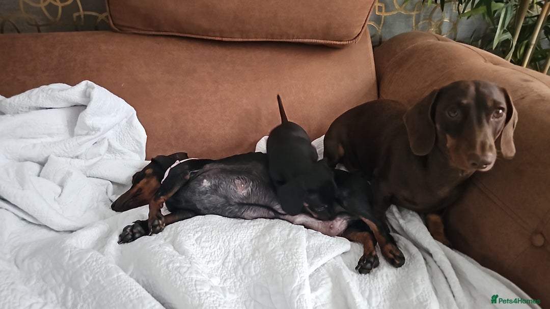 Miniature Dachshund dogs for sale: Puppy 1 boy Black & Tan  - Image 2