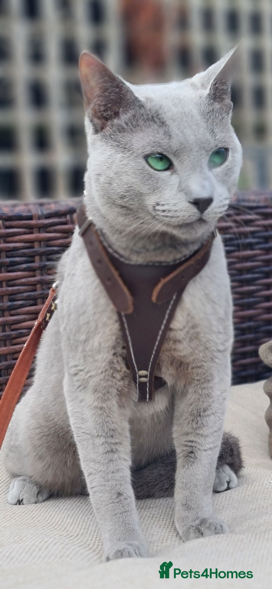 Russian Blue cats Stunning Russian blue kittens  - Advert 2