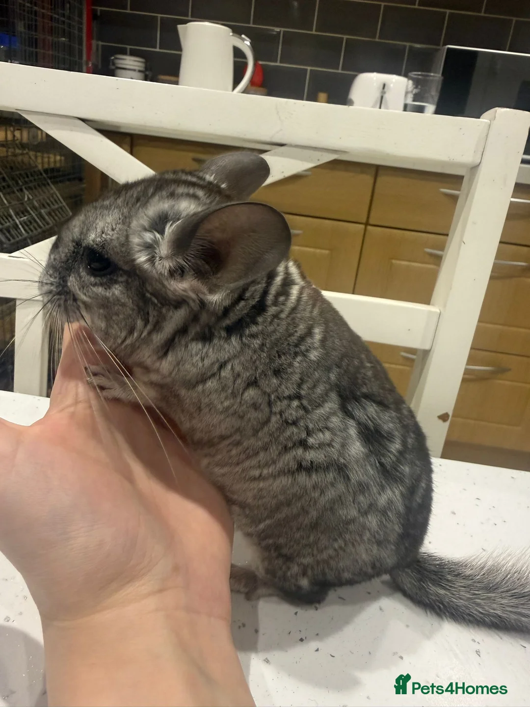 Chinchilla rodents for sale: BEAUTIFUL GIRL BABY GREY - Advert 4