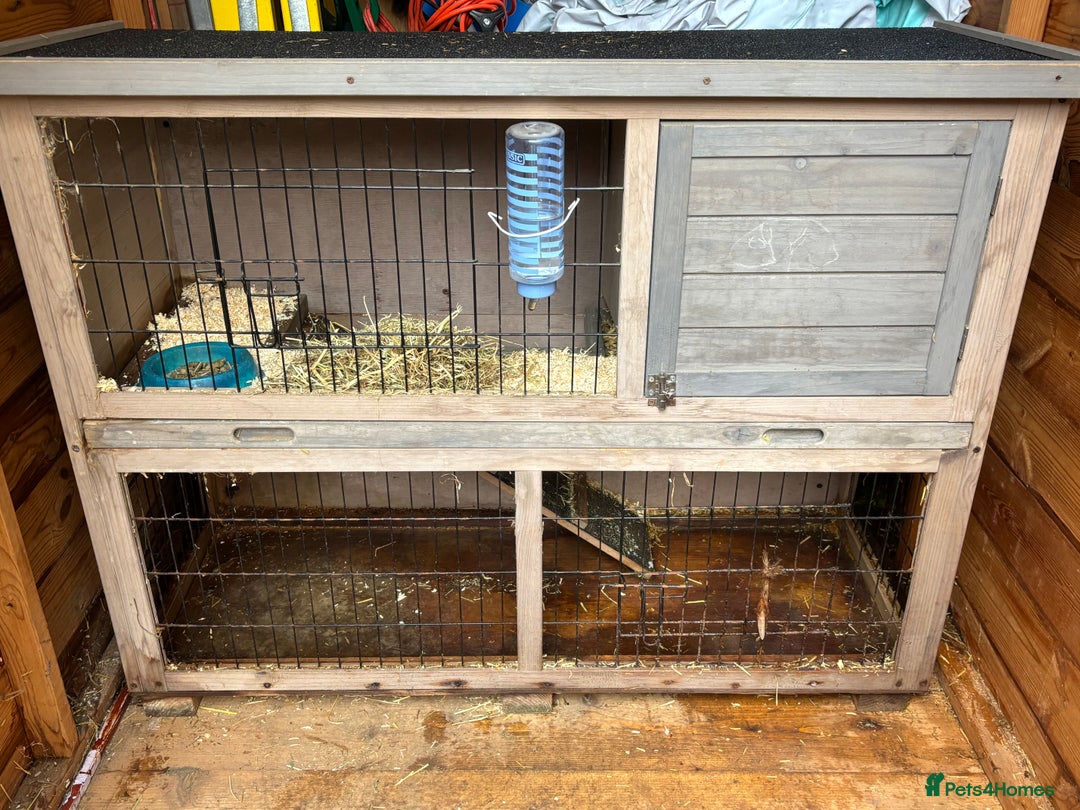 Netherland Dwarf rabbits for sale: 2 year old Netherlands dwarf rabbit - Advert 4