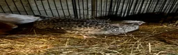Quail poultry for sale: Sparkly Fee, Celadon & Mixed Colours Male Quail - Advert 2