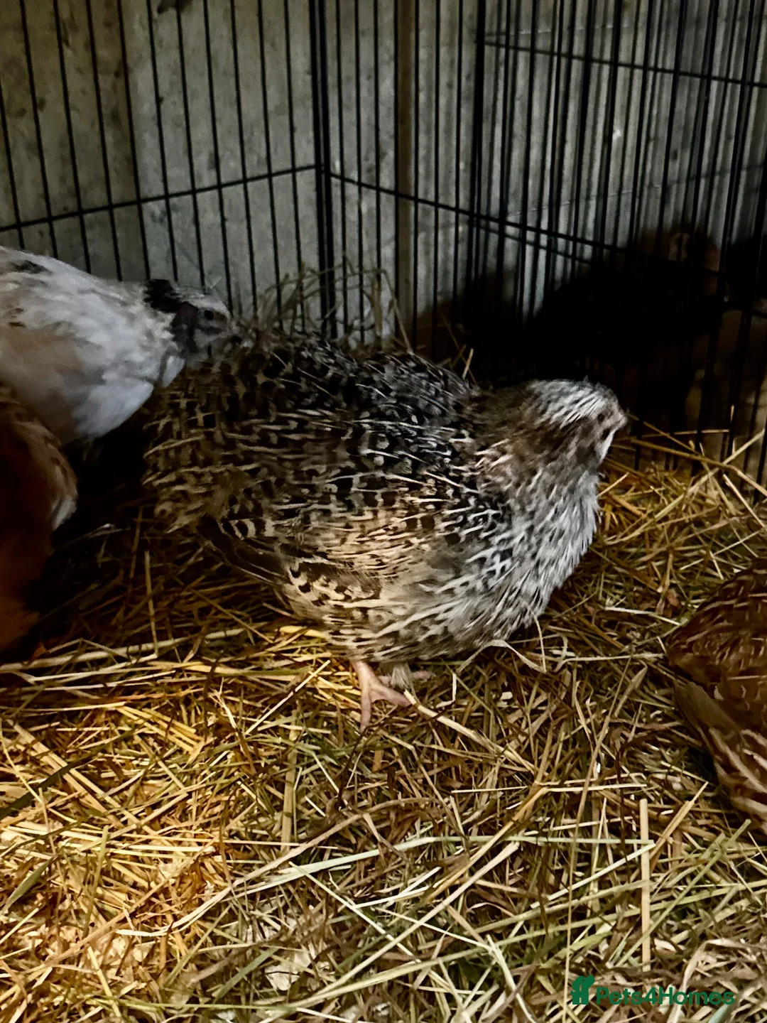 Quail poultry for sale: Sparkly Fee, Celadon & Mixed Colours Male Quail - Advert 2