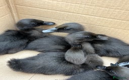 Ducks poultry for sale: Unsexed Cayuga duck  - Image 4
