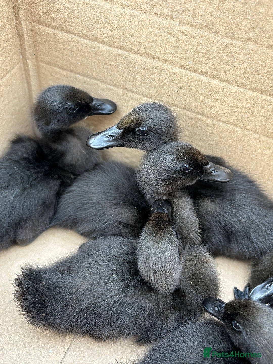 Ducks poultry for sale: Unsexed Cayuga duck  - Image 4