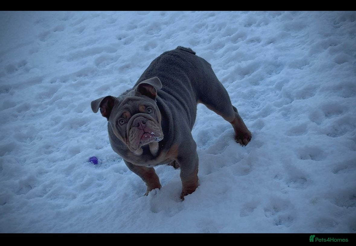 English Bulldog dogs Beautiful male kc reg english bulldog. - Advert 1