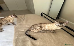 Bengal cats for sale: Bengal bother & sister - Image 5